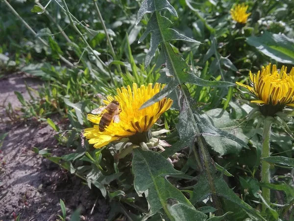 Μέλισσα Πικραλίδα Στον Κήπο — Φωτογραφία Αρχείου