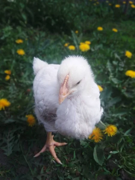 Chicken Green Meadow — Stock Photo, Image