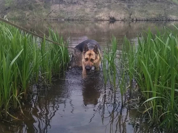 Deutscher Schäferhund Fluss — Stockfoto