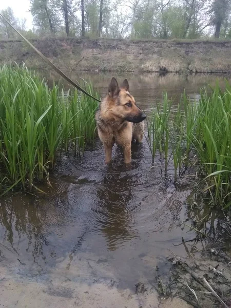 Nehirde Alman Çoban Köpeği — Stok fotoğraf