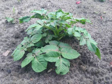 Bahçedeki genç patates çalıları.