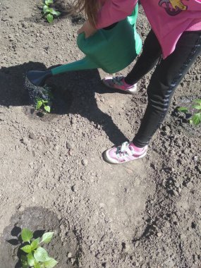 Bahçedeki genç biberi suluyorum.