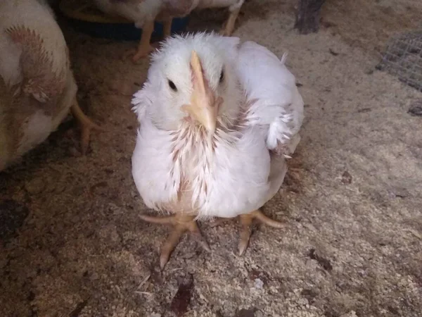 Witte Kippen Een Boerderij — Stockfoto