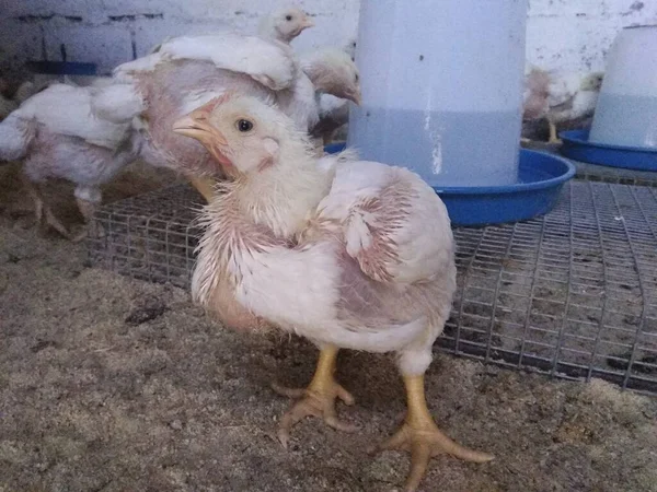 White Hens Farm — Stock Photo, Image