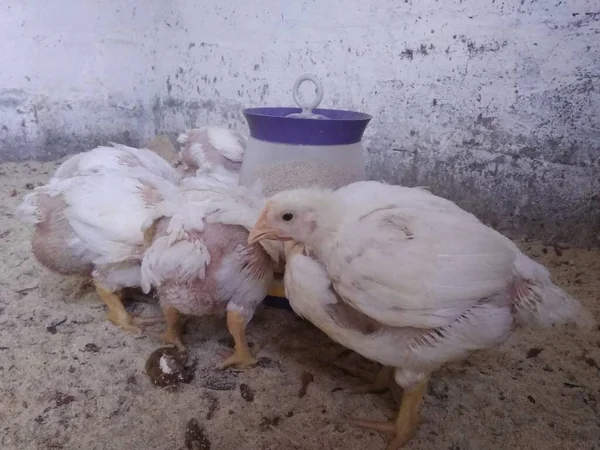 Witte Kippen Een Boerderij — Stockfoto