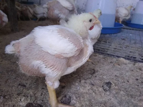 農場の白い鶏 — ストック写真