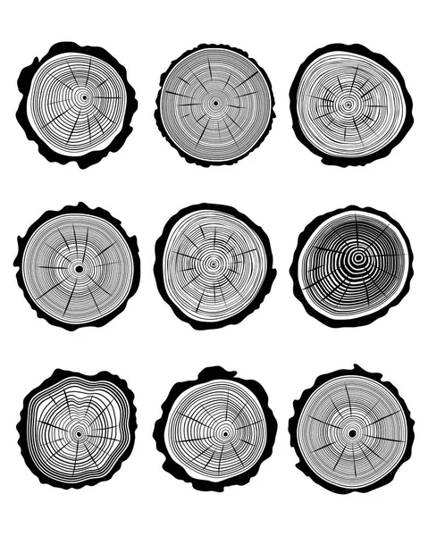 Cross section of the trunk — Stock Vector