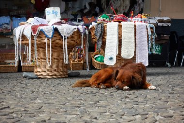 Madeira 'da bir dükkanın yakınındaki bir sokakta uyuyan köpek.