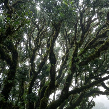 Portekiz 'in Madeira kentindeki Fanal Portekiz Milli Parkı' ndaki antik ağaca kadar.