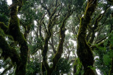 Portekiz 'in Madeira kentindeki Fanal Portekiz Milli Parkı' ndaki antik ağaca kadar.