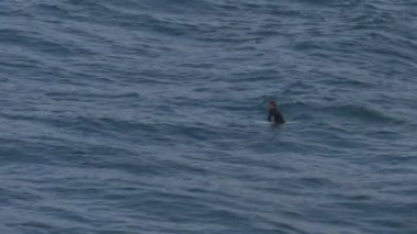 Portekiz, Algarve 'de sörf yapan sörfçü