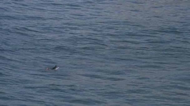 ポルトガルのアルガルヴェで波をサーフィンサーファー — ストック動画