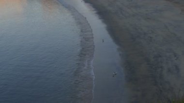 Sines sahilinde, Portekiz 'de kumdaki kuşlar.