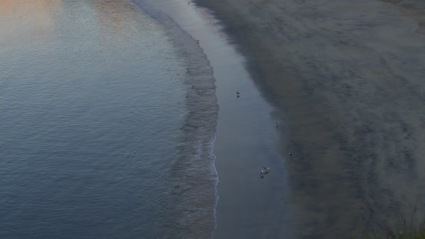 Vogels Het Strand Van Sines Portugal — Stockvideo