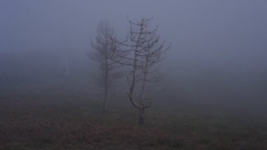 Portekiz 'in Lousa dağında sisin içindeki ağaçlar