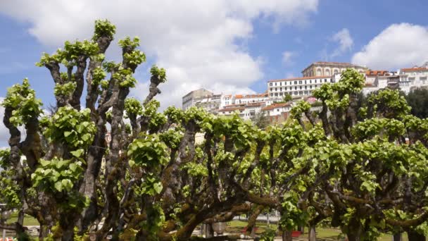 Vista Cidade Coimbra Parque Manuel Braga Portugal — Vídeo de Stock