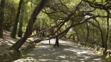 Portekiz Oliveira de Azemeis 'deki Park de La Salette Parkı