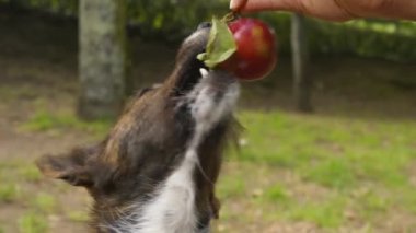 Bahçede eriklerle oynayan bir köpek.