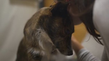 Şirin, rahat, kahverengi köpek tüyü tüylü, masaj yapan bir kadın.
