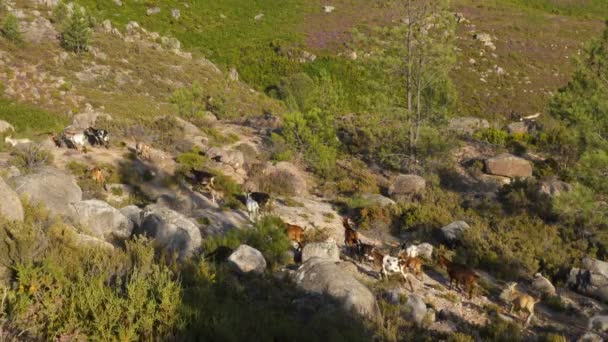 Походы Коз Природу Национальном Парке Жереш Португалии — стоковое видео