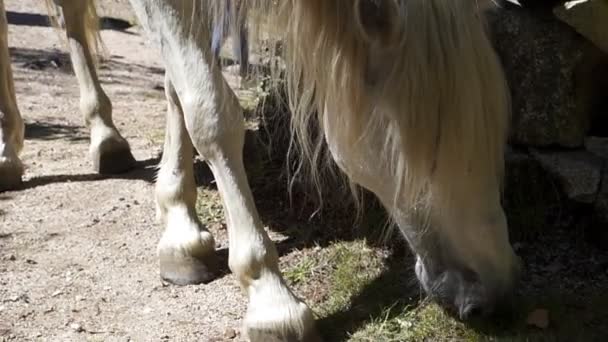 Beyaz vahşi at, Portekiz 'deki Geres Ulusal Parkı' nda ağır çekimde ot yiyor.