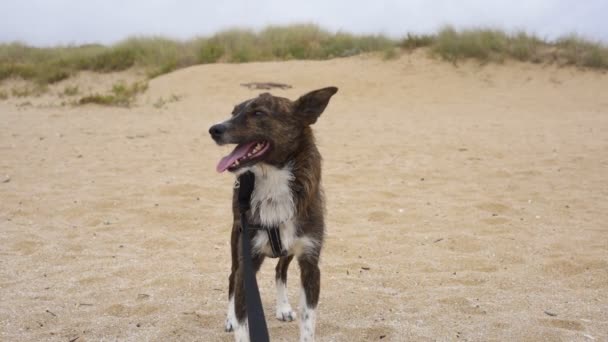 Kız Kumsalda Köpekle Oynuyor Eğleniyor Ağır Çekimde Tek Başına — Stok video