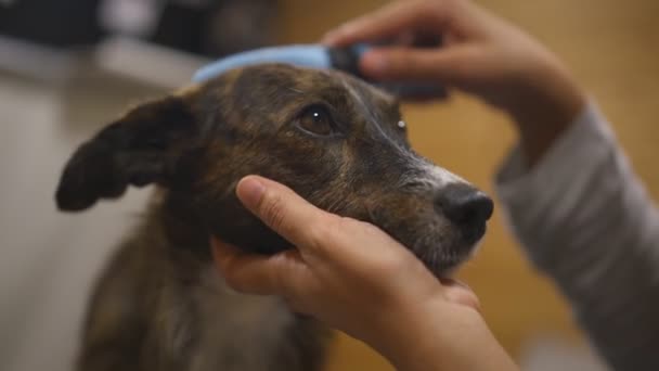 Mujer Aseo Lindo Relajado Marrón Perro Pelo Pelo Masaje Cabeza — Vídeos de Stock