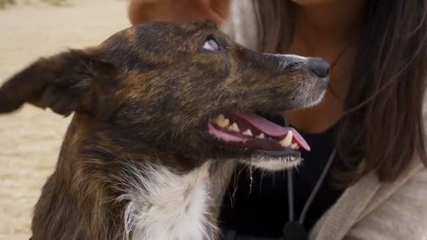 Chica Jugando Divertirse Con Perro Con Una Pelota Una Playa — Vídeo de stock