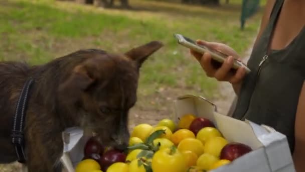 Perro Jugando Con Ciruelas Frutas Jardín — Vídeo de stock