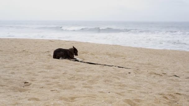 女の子は遊んで楽しいです犬と一緒にボールでビーチだけでスローモーションで — ストック動画