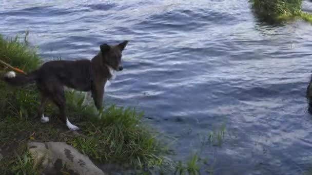 Perro Jugando Divirtiéndose Cerca Del Estanque Agua Hierba — Vídeo de stock
