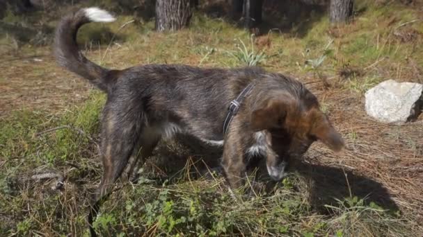 Brown Lindo Perro Jugando Naturaleza Paisaje Cavando Agujeros Cámara Lenta — Vídeo de stock