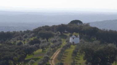 Portekiz, Alentejo 'daki zeytin ağaçlarının manzarası
