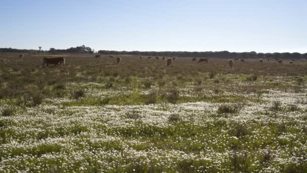 Vaches Sur Champ Fleurs Mangeant Herbe Costa Vicentina Portugal — Video