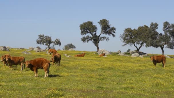 Vaches sur un champ de fleurs mangeant de l'herbe, en Alentejo, Portugal 