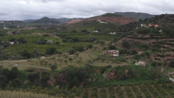 Laranjeira Orange Trees Drone Εναέρια Άποψη Tavira Algarve Πορτογαλία — Αρχείο Βίντεο