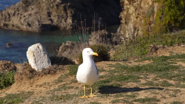 Zeemeeuw Een Zonnige Dag Met Strand Blauwe Lucht Voorgrond Portugal — Stockvideo