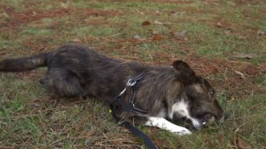 Şirin kahverengi köpek parkta ağır çekimde çam kozalağıyla oynuyor.