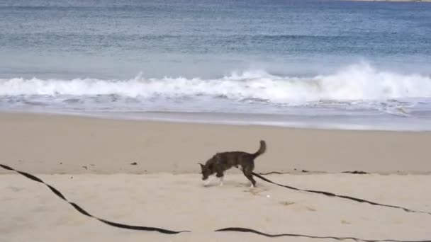 Vrouw Meisje Rennen Met Haar Hond Een Wild Strand Alleen — Stockvideo