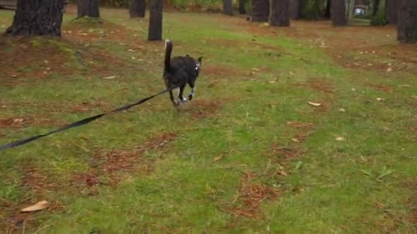 Sonbaharda Parkın Doğa Ağaçlarında Kadın Sahibiyle Ağır Çekimde Koşan Köpek — Stok video