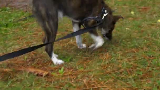 Perro Corriendo Con Mujer Propietaria Parque Árboles Paisaje Natural Otoño — Vídeos de Stock