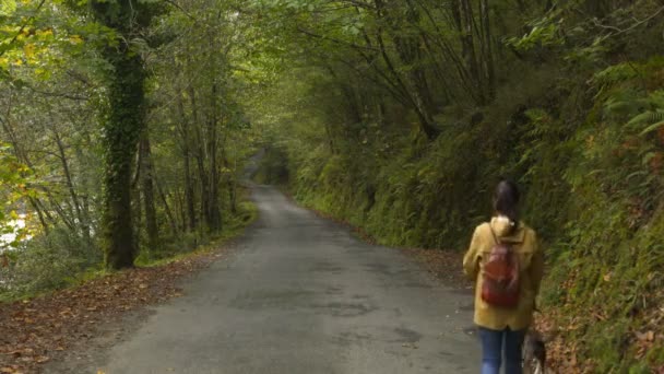 Женщина Выгуливает Собаку Дороге Лесу Зеленый Коричневый Осенний Пейзаж Осенью — стоковое видео
