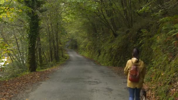 Mujer Paseando Perro Por Camino Bosque Verde Marrón Otoño Otoño — Vídeo de stock