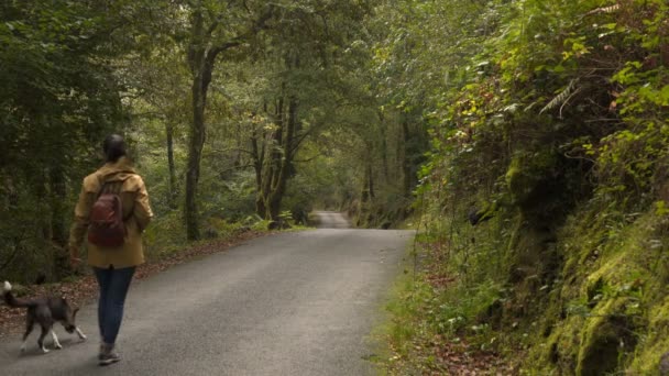 Kobieta Spacerująca Psem Drodze Lesie Zielony Brązowy Jesienny Jesienny Krajobraz — Wideo stockowe