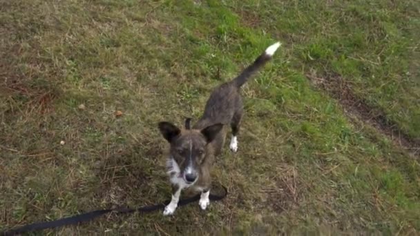 Lindo Perro Marrón Jugando Con Cono Pino Cámara Lenta Parque — Vídeo de stock