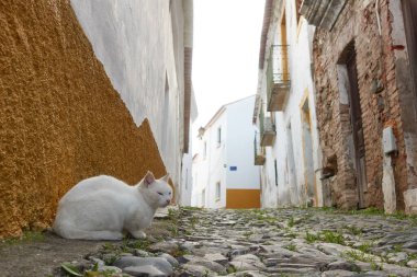 Portekiz, Mertola Alentejo 'da beyaz binaları olan tarihi bir köyün taştan yolunda terk edilmiş beyaz sokak kedisi.
