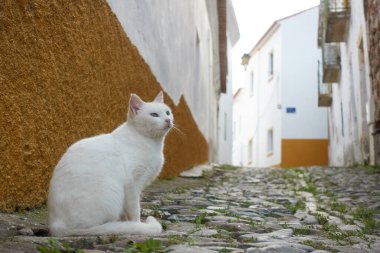 Portekiz, Mertola Alentejo 'da beyaz binaları olan tarihi bir köyün taştan yolunda terk edilmiş beyaz sokak kedisi.
