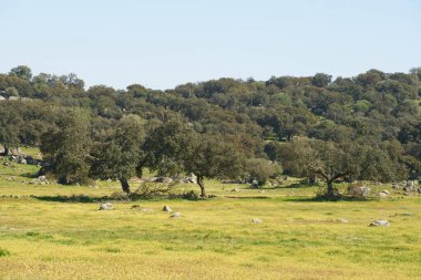 Portekiz 'de zeytin ağacı ve sarı çiçekli Alentejo manzarası