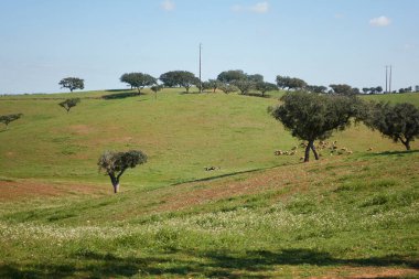Portekiz 'de zeytin ağaçları ve beyaz ve sarı çiçekli meşe ağaçları ile Alentejo manzarası