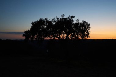 Pulo do Lobo Şelalesi 'ndeki güzel zeytin ağacı silueti Mertola Alentejo, Portekiz' de nehir guadiana ile